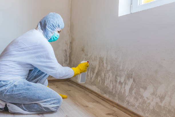 Licensed Basement Mold Remediation service in New Egypt, NJ - WQB Mold Removal