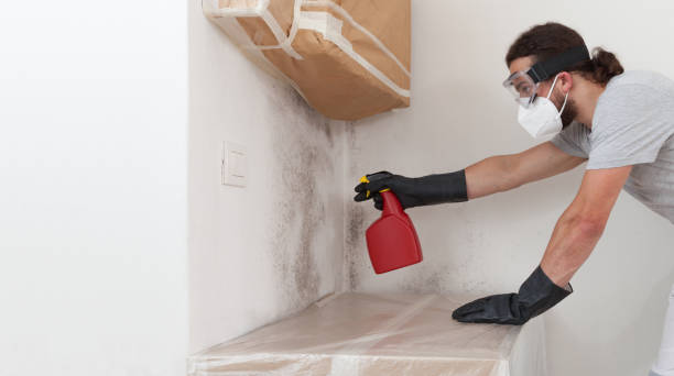 Professional Basement Mold Remediation technician working in New Egypt, NJ