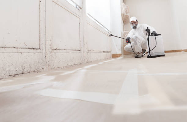 24/7 Emergency Basement Mold Remediation experts in New Egypt, NJ