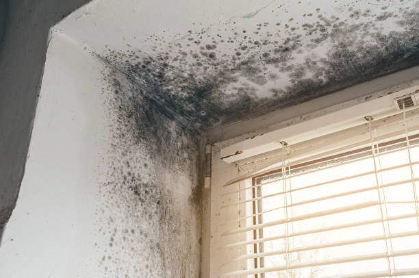 Affordable Basement Mold Remediation solutions in New Egypt, NJ